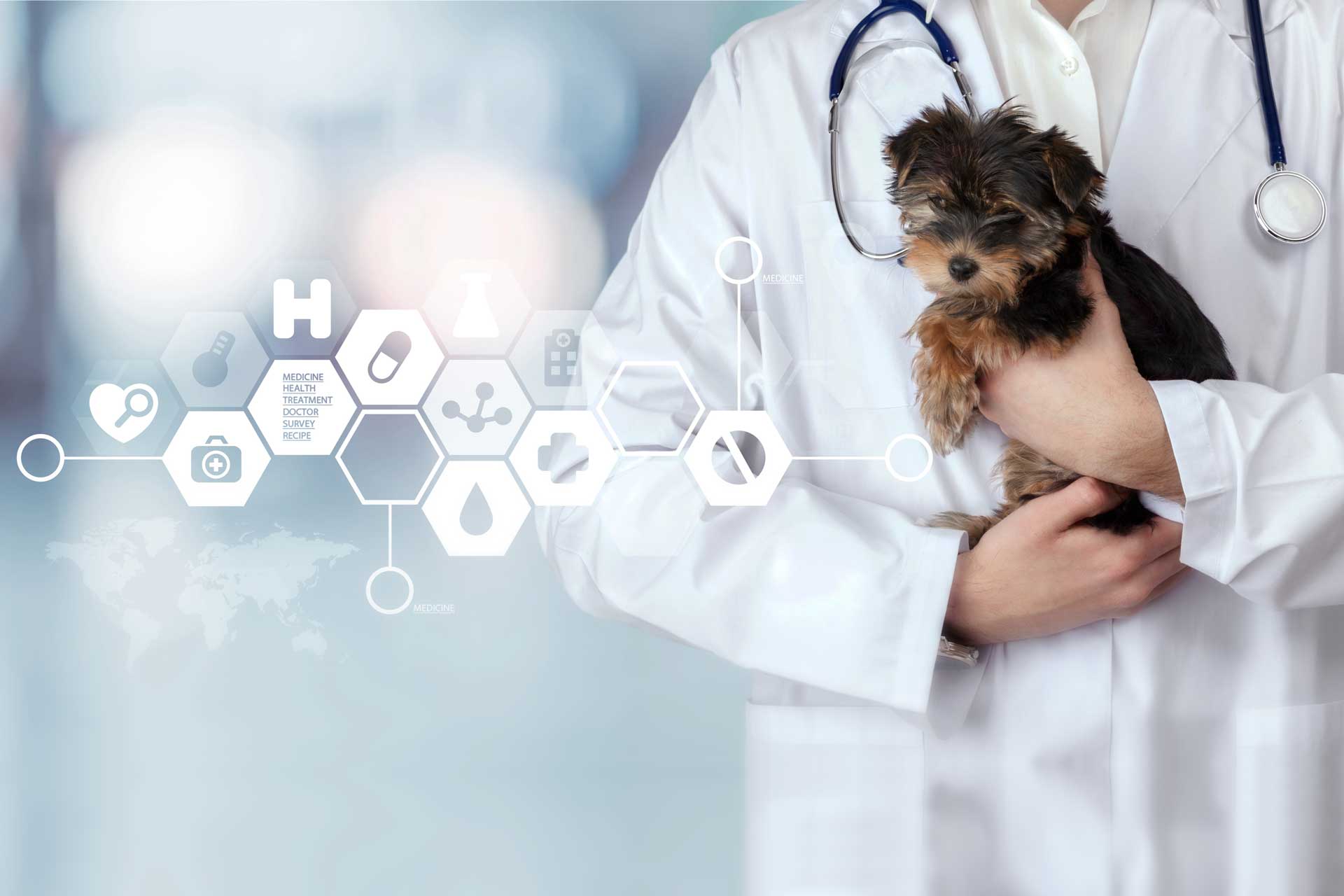 Work Less, Succeed More By Outsourcing the Financial Part of Your Veterinary Business