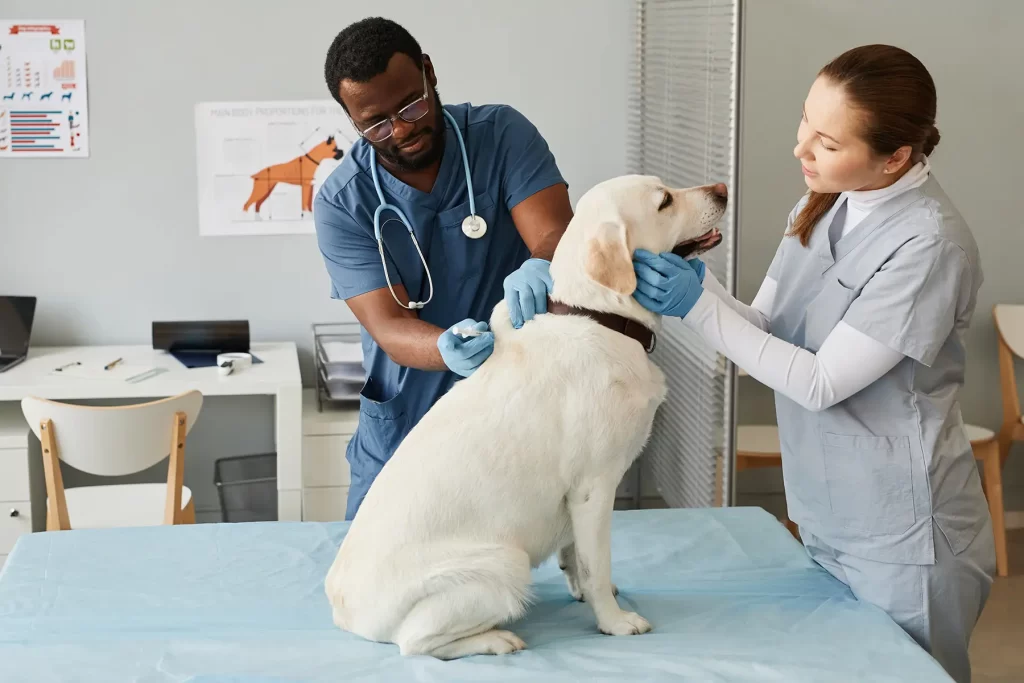 3 Areas of Focus for Veterinary Practices in 2025